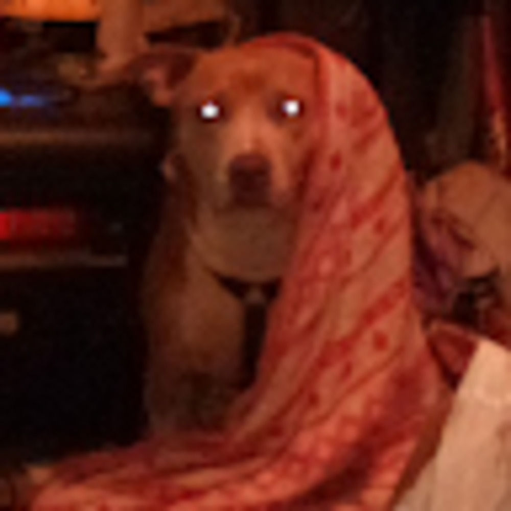 Meet your Posher, Audrey e